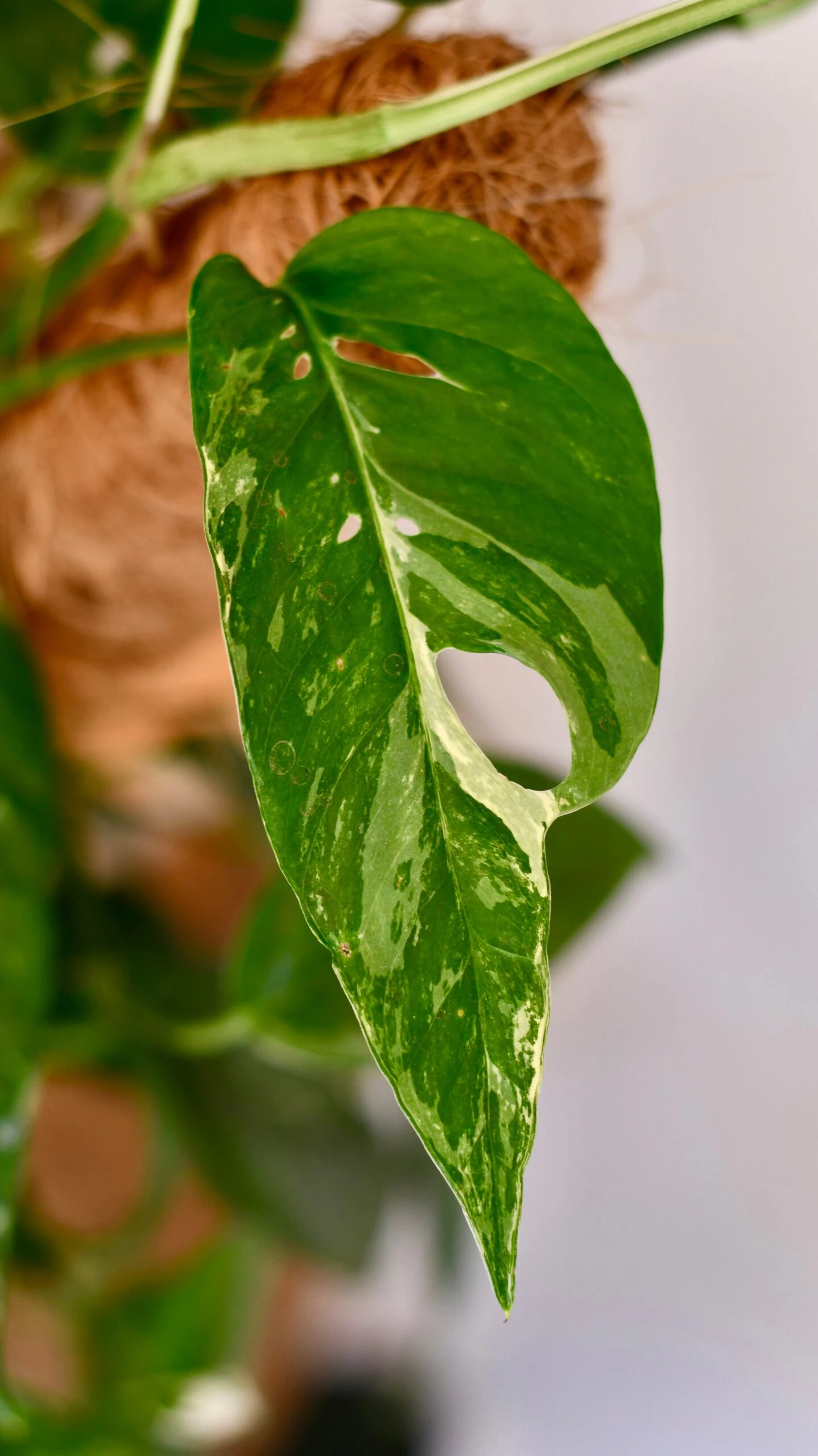 Epipremnum Pinnatum Variegated On Moss Pole | Variegated Pothos | Happy Houseplants 3 Epipremnum Pinnatum Variegated On Moss Pole | Variegated Pothos | Happy Houseplants - Image 3