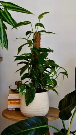 Epipremnum Pinnatum Variegated On Moss Pole | Variegated Pothos | Happy Houseplants 13 Epipremnum Pinnatum Variegated On Moss Pole | Variegated Pothos | Happy Houseplants -Plant Sale Store DSC 1920