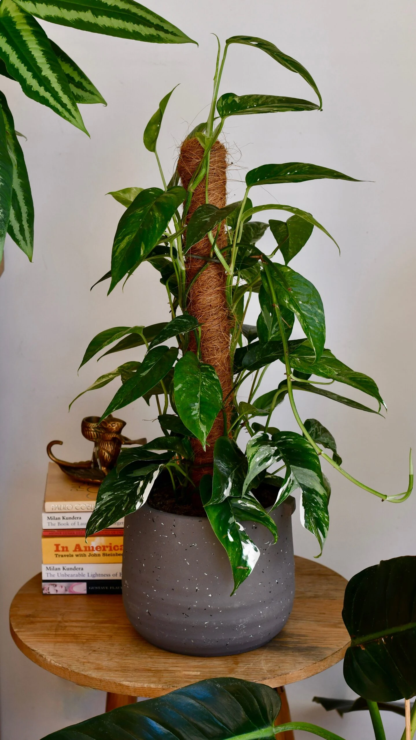 Epipremnum Pinnatum Variegated On Moss Pole | Variegated Pothos | Happy Houseplants 1 Epipremnum Pinnatum Variegated On Moss Pole | Variegated Pothos | Happy Houseplants