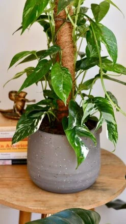 Epipremnum Pinnatum Variegated On Moss Pole | Variegated Pothos | Happy Houseplants 12 Epipremnum Pinnatum Variegated On Moss Pole | Variegated Pothos | Happy Houseplants -Plant Sale Store DSC 1925