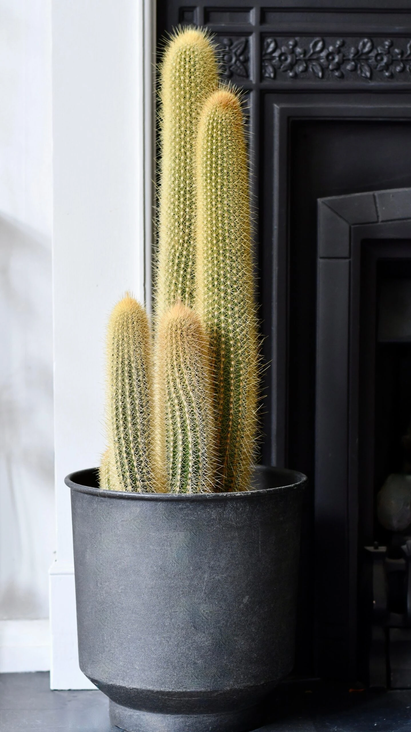 Red Foxtail Cactus, Espostoa (Vatricania) Guentheri, 1 Red Foxtail Cactus, Espostoa (Vatricania) Guentheri,