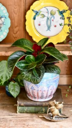 Crassula Streyi Tolkien ( Pondo Cliff Crassula Or Pondoland Crassula) -Plant Sale Store DSC 1979