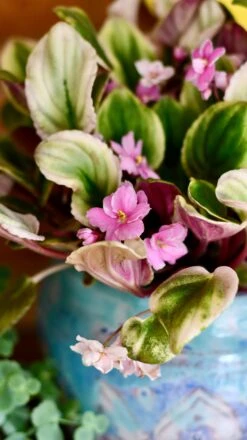 Plant Sale Store -Plant Sale Store DSC 1983