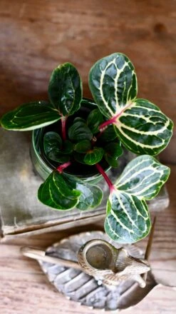 Iresine Herbstii Funnygold