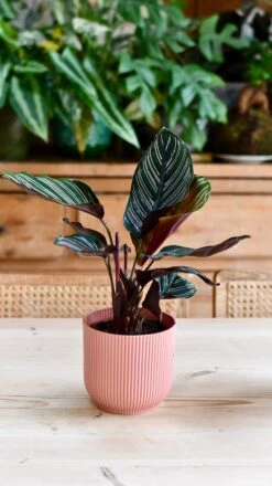Calathea Sanderiana - Pinstripe - Prayer Plant -Plant Sale Store DSC 2045