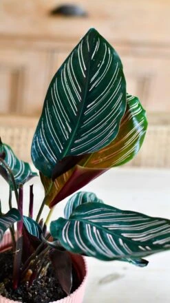 Calathea Sanderiana - Pinstripe - Prayer Plant -Plant Sale Store DSC 2046