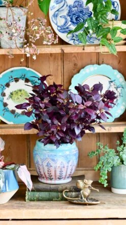 Alternanthera 'Dentata' Purple 9 Alternanthera 'Dentata' Purple -Plant Sale Store DSC 2052