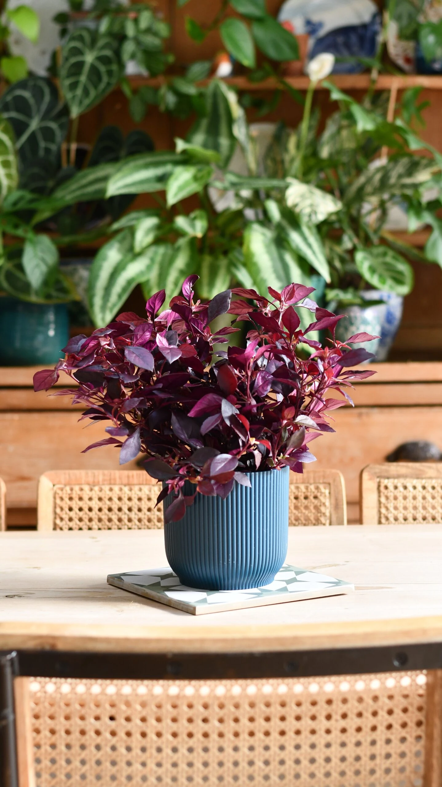 Alternanthera 'Dentata' Purple 4 Alternanthera 'Dentata' Purple - Image 4