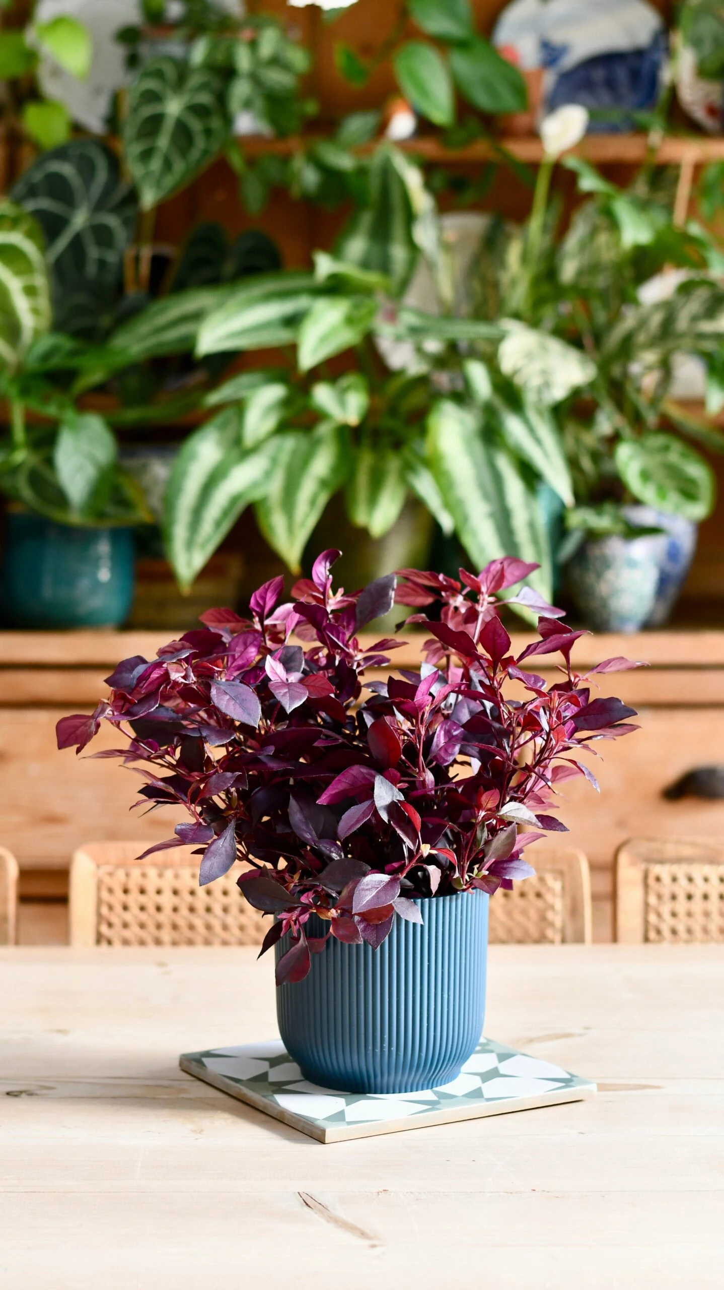 Alternanthera 'Dentata' Purple 2 Alternanthera 'Dentata' Purple - Image 2