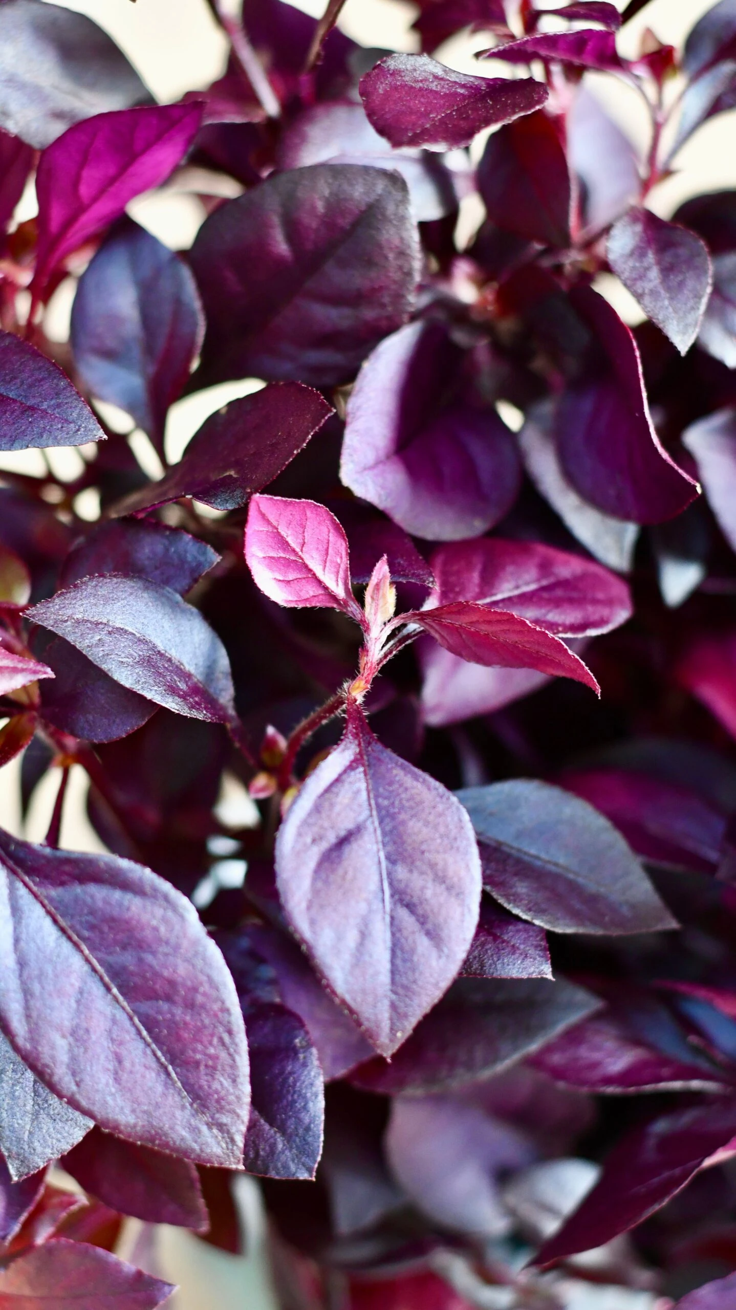 Alternanthera 'Dentata' Purple 3 Alternanthera 'Dentata' Purple - Image 3