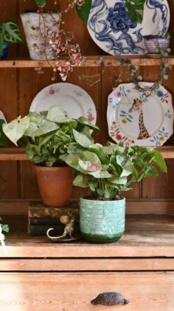 Syngonium Milk Confetti