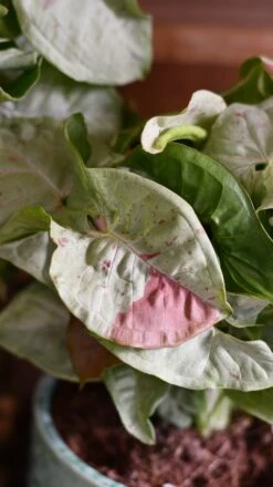 Syngonium Milk Confetti -Plant Sale Store DSC 2067