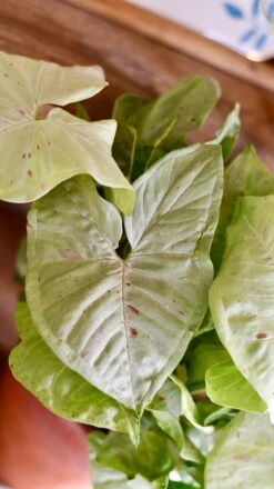 Syngonium Milk Confetti -Plant Sale Store DSC 2079