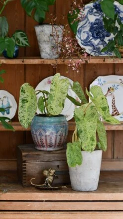 Philodendron Paraiso Verde Variegated (Paraiso Variegata) 12 Philodendron Paraiso Verde Variegated (Paraiso Variegata) -Plant Sale Store DSC 2080