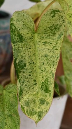 Philodendron Paraiso Verde Variegated (Paraiso Variegata) 10 Philodendron Paraiso Verde Variegated (Paraiso Variegata) -Plant Sale Store DSC 2084