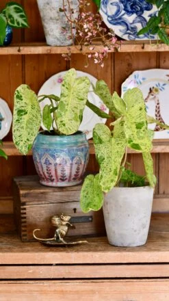 Philodendron Paraiso Verde Variegated (Paraiso Variegata)