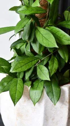 Hoya Callistophylla, Rare Wax Plant -Plant Sale Store DSC 2103