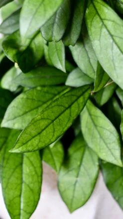 Hoya Callistophylla, Rare Wax Plant -Plant Sale Store DSC 2104