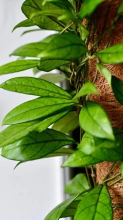 Hoya Callistophylla, Rare Wax Plant -Plant Sale Store DSC 2105