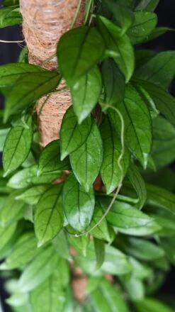 Hoya Callistophylla, Rare Wax Plant -Plant Sale Store DSC 2107