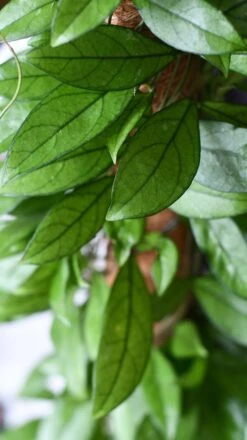 Hoya Callistophylla, Rare Wax Plant -Plant Sale Store DSC 2108