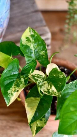 Syngonium Aurea Arrowhead Variegated Houseplant -Plant Sale Store DSC 2121