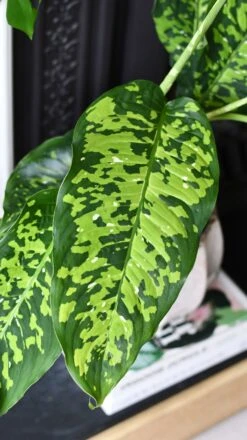 Dieffenbachia 'Cheetah' -Plant Sale Store DSC 2126