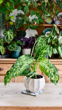 Dieffenbachia 'Cheetah' -Plant Sale Store DSC 2135