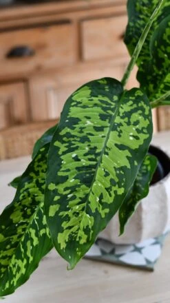 Dieffenbachia 'Cheetah' -Plant Sale Store DSC 2136