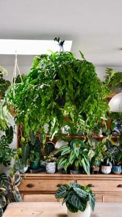 XL Kangaroo Foot Fern (Microsorum Diversifolium)