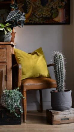 Pachycereus Pringlei, Cardon Cactus Or Mexican Giant Cardon