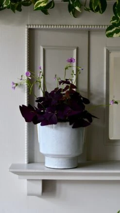 Aries Premium Glaze Handle Planter (14cm Indoor Plant Pot) -Plant Sale Store DSC 2240 0952aeb3 2571 41aa 9880 6b45d0340107