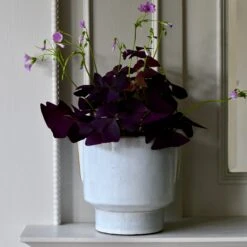 Aries Premium Glaze Handle Planter (14cm Indoor Plant Pot) -Plant Sale Store DSC 2241 5d0c73fb ed1f 4ee4 abb2 10ba40425398