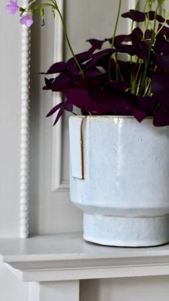 Aries Premium Glaze Handle Planter (14cm Indoor Plant Pot) -Plant Sale Store DSC 2242 909dd174 d461 404b 8bc0 911b4cabce14