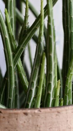 Big Kleinia Senecio (Stapeliiformis, Pickle Plant, Candle Stick Plant) -Plant Sale Store DSC 2260