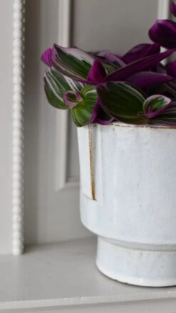 Aries Premium Glaze Handle Planter (14cm Indoor Plant Pot) -Plant Sale Store DSC 2271 0b08b75a ae56 4dea 839a 498150d358ad