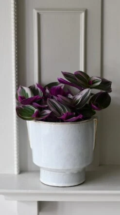 Aries Premium Glaze Handle Planter (14cm Indoor Plant Pot) -Plant Sale Store DSC 2276 051a3f00 4ecb 4bcf 912f c9182608140f