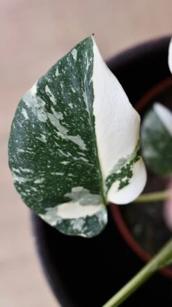 Thai Constellation Cheese Plant - Lots Of White Variegation 12cm X 25cm -Plant Sale Store DSC 2305 3b79f04d 1960 4666 bc13 f38433b0bbd3