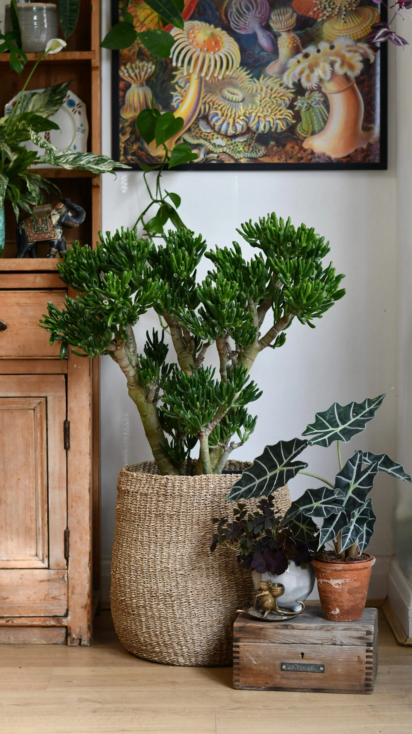 Crassula Ovata 'Hobbit' (Hobbit Jade Plant) 2 Crassula Ovata 'Hobbit' (Hobbit Jade Plant) - Image 2