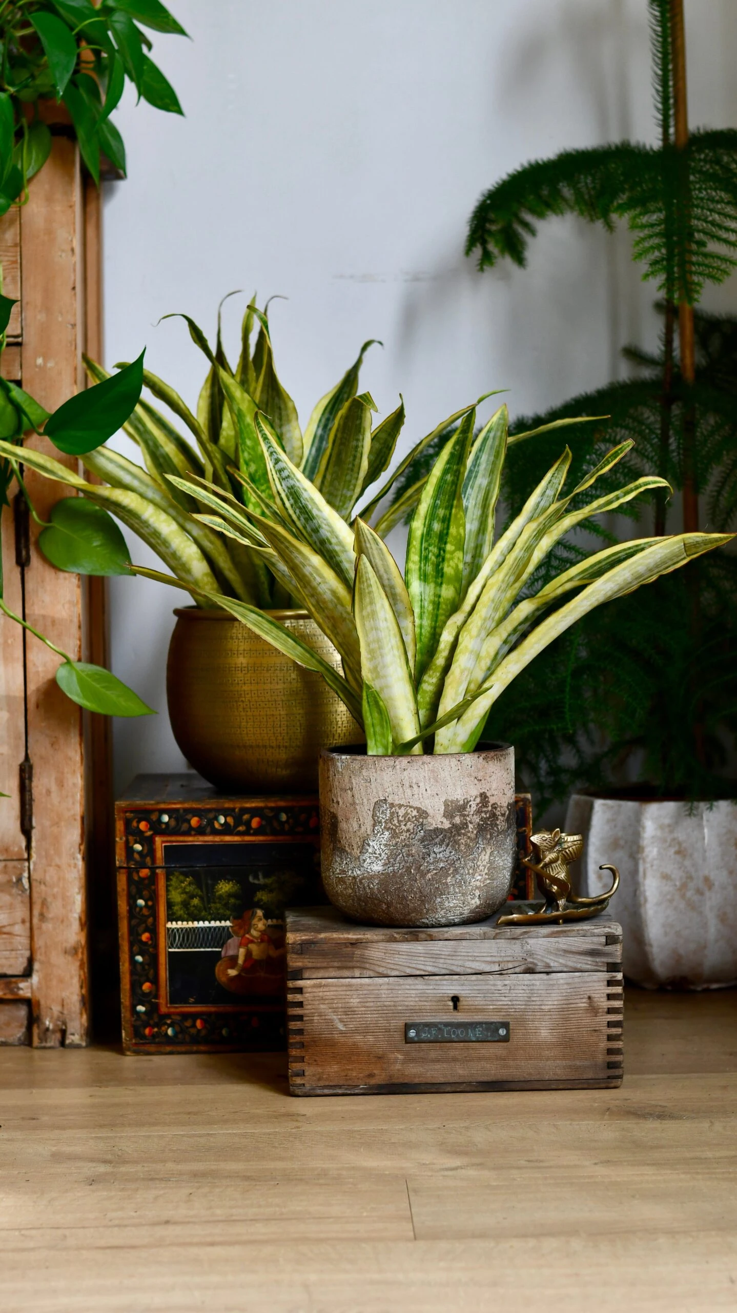 Sansevieria Aubrytniana Laureni, Variegated Snake Plant Or Mother-in-Law's Tongue
