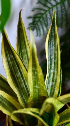 Sansevieria Aubrytniana Laureni, Variegated Snake Plant Or Mother-in-Law's Tongue -Plant Sale Store DSC 2355