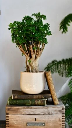 Polyscias Ming Parsely Bonsai | Polyscias Fruticosa Elegans | Happy Houseplants -Plant Sale Store DSC 2388