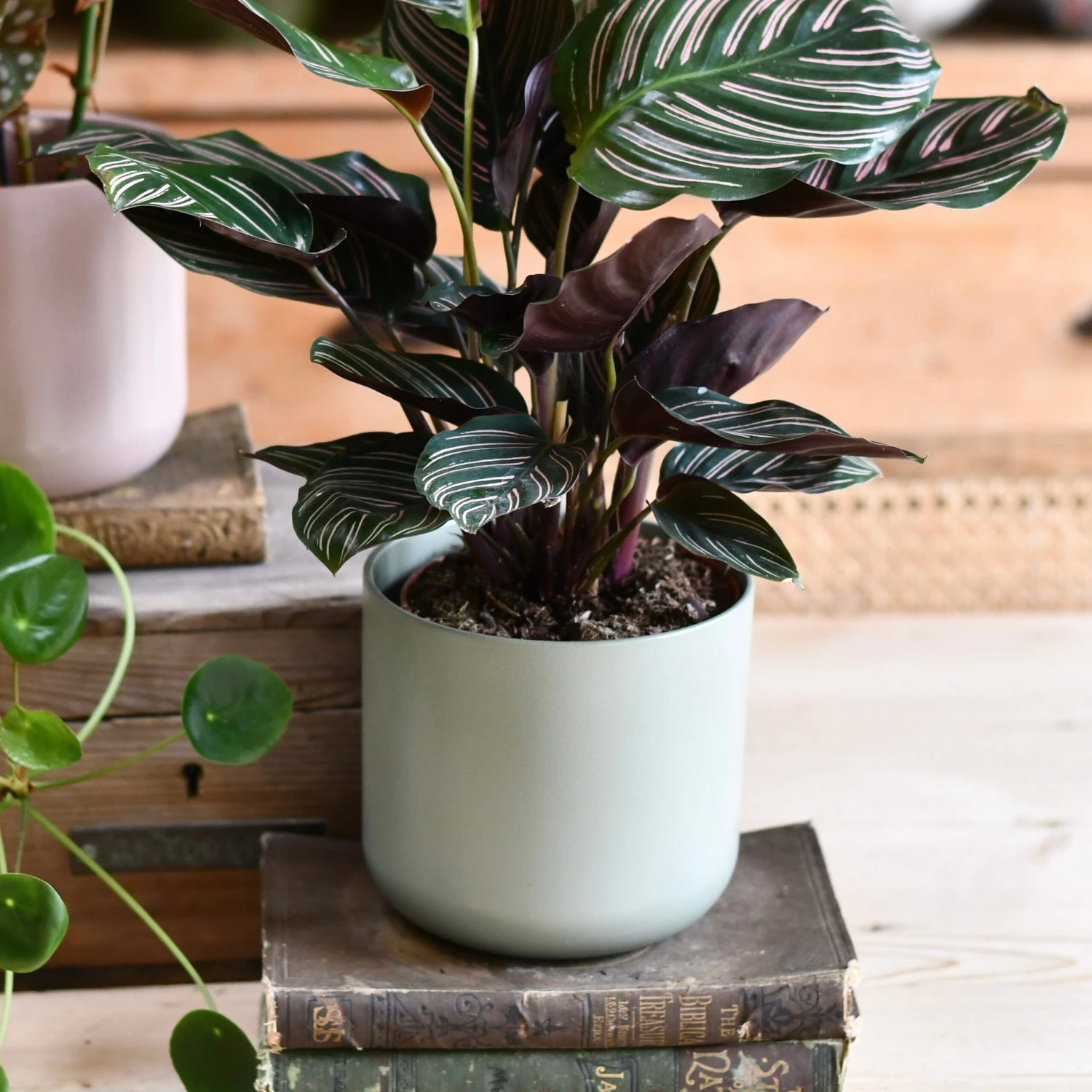 Lisbon Designer Planter Sage Green 15cm 2 Lisbon Designer Planter Sage Green 15cm - Image 2