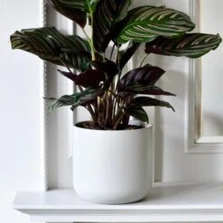 Lisbon Designer Planter Light Grey 15cm -Plant Sale Store DSC 2519 e9eadc08 83bd 40ad b89b 1681f303a624