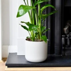 Lisbon Designer Planter Light Grey 13cm -Plant Sale Store DSC 2523