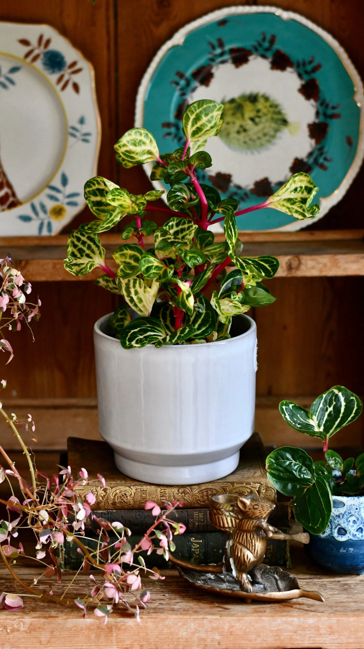 Large Iresine Herbstii Funnygold 4 Large Iresine Herbstii Funnygold - Image 4