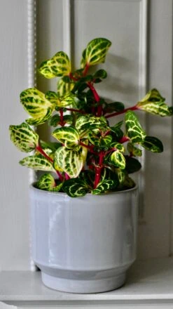 Large Iresine Herbstii Funnygold