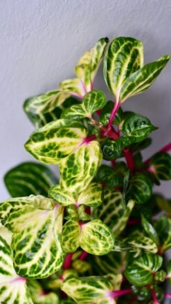 Large Iresine Herbstii Funnygold 6 Large Iresine Herbstii Funnygold -Plant Sale Store DSC 2571