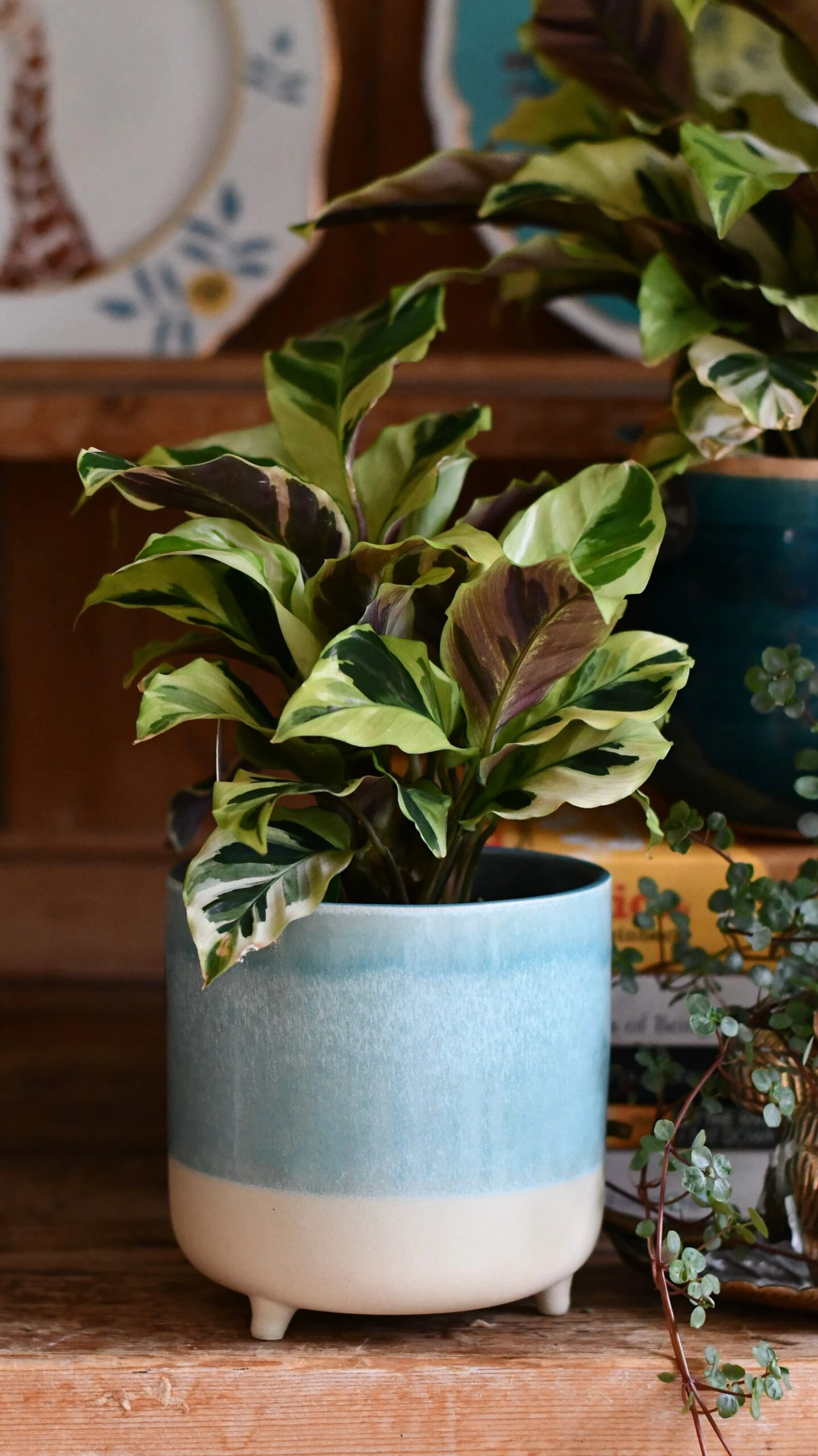 Calathea Yellow Fusion 1 Calathea Yellow Fusion