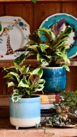 Calathea Yellow Fusion 7 Calathea Yellow Fusion -Plant Sale Store DSC 2583